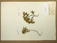 Rhamnus ilicifolia image