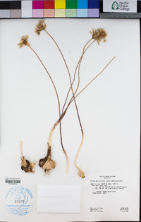 Allium lacunosum var. davisiae image