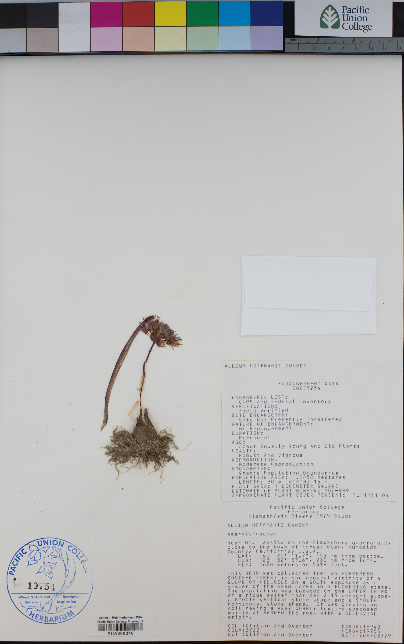 Allium hoffmanii image