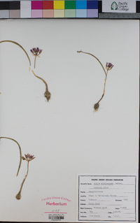 Allium siskiyouense image