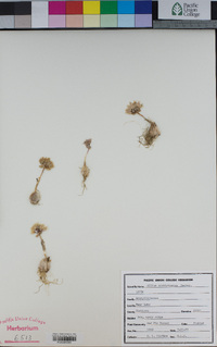 Allium siskiyouense image
