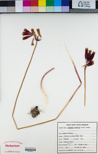 Dichelostemma ida-maia image