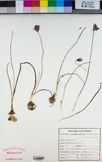 Dichelostemma congestum image