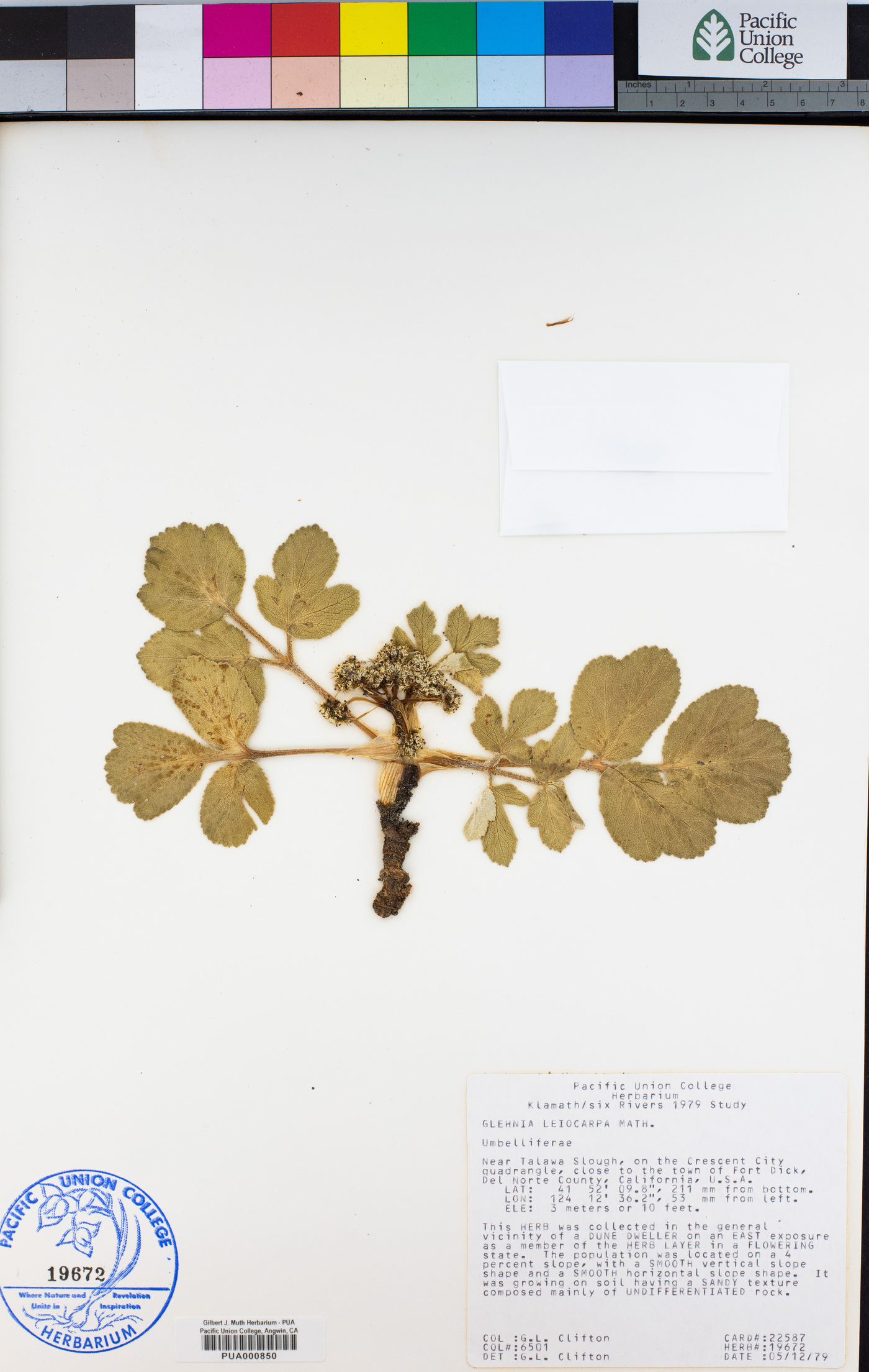 Glehnia littoralis subsp. leiocarpa image