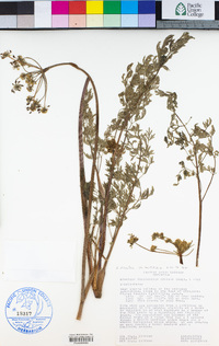 Lomatium multifidum image