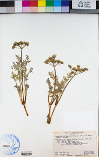 Lomatium utriculatum image