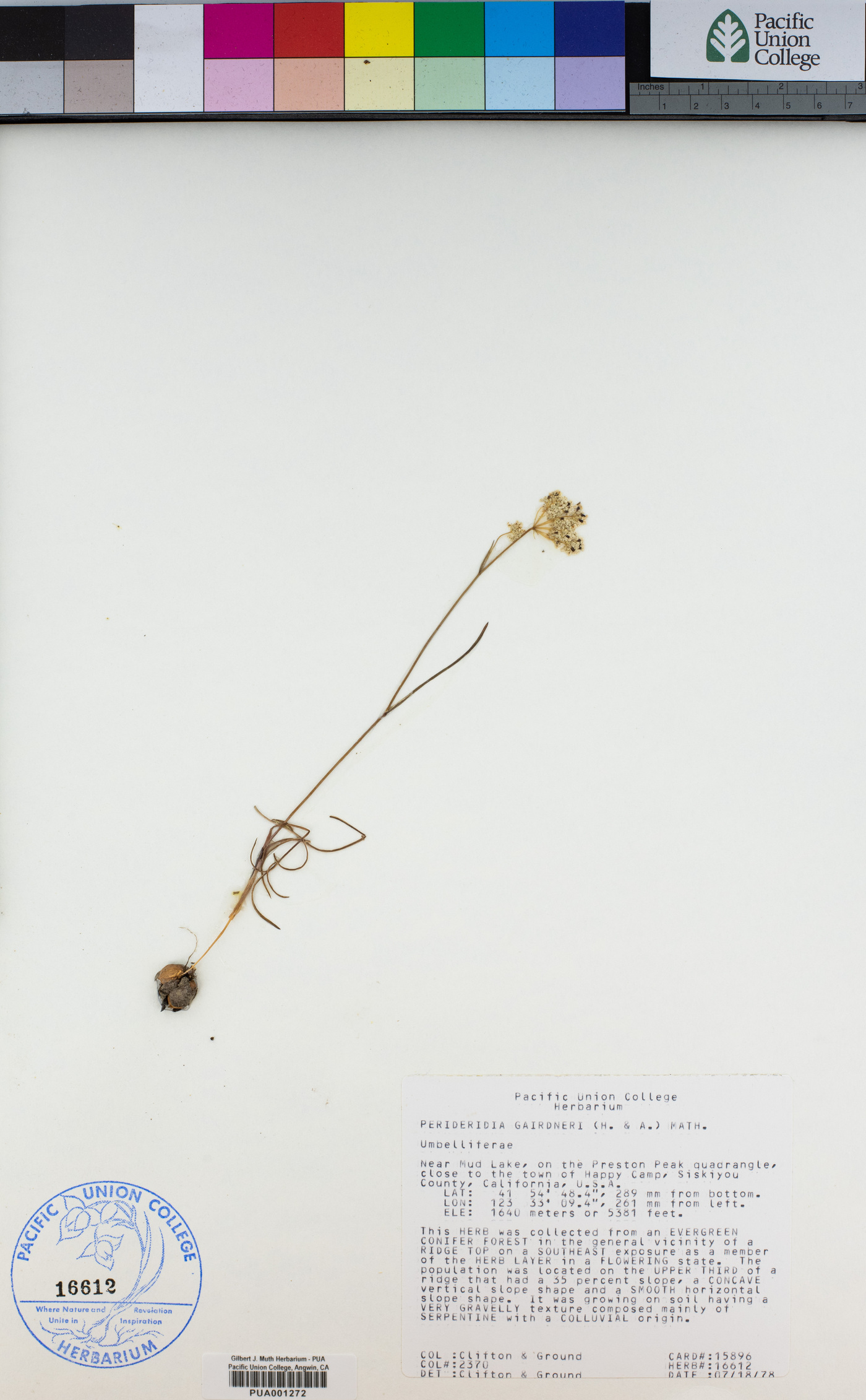 Perideridia gairdneri subsp. gairdneri image
