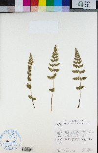 Athyrium distentifolium var. americanum image