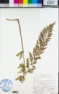 Athyrium distentifolium image