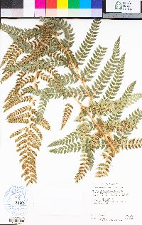 Polystichum dudleyi image