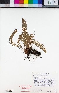 Polystichum lemmonii image