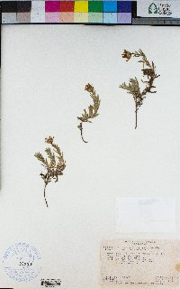 Erigeron foliosus var. confinis image