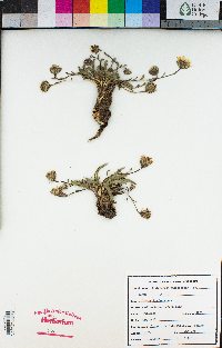Pyrrocoma apargioides image