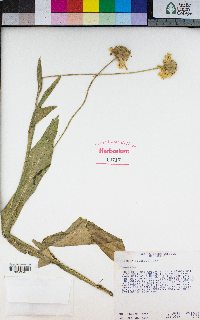 Helenium bigelovii image