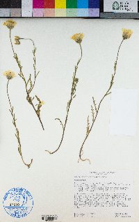 Layia septentrionalis image