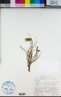 Microseris laciniata subsp. leptosepala image