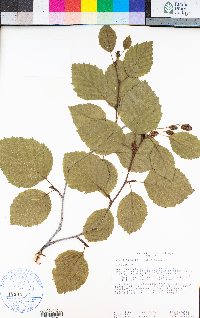 Alnus viridis image