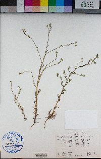 Cryptantha microstachys image