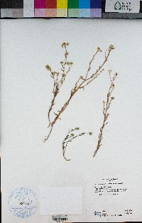 Cryptantha oxygona image