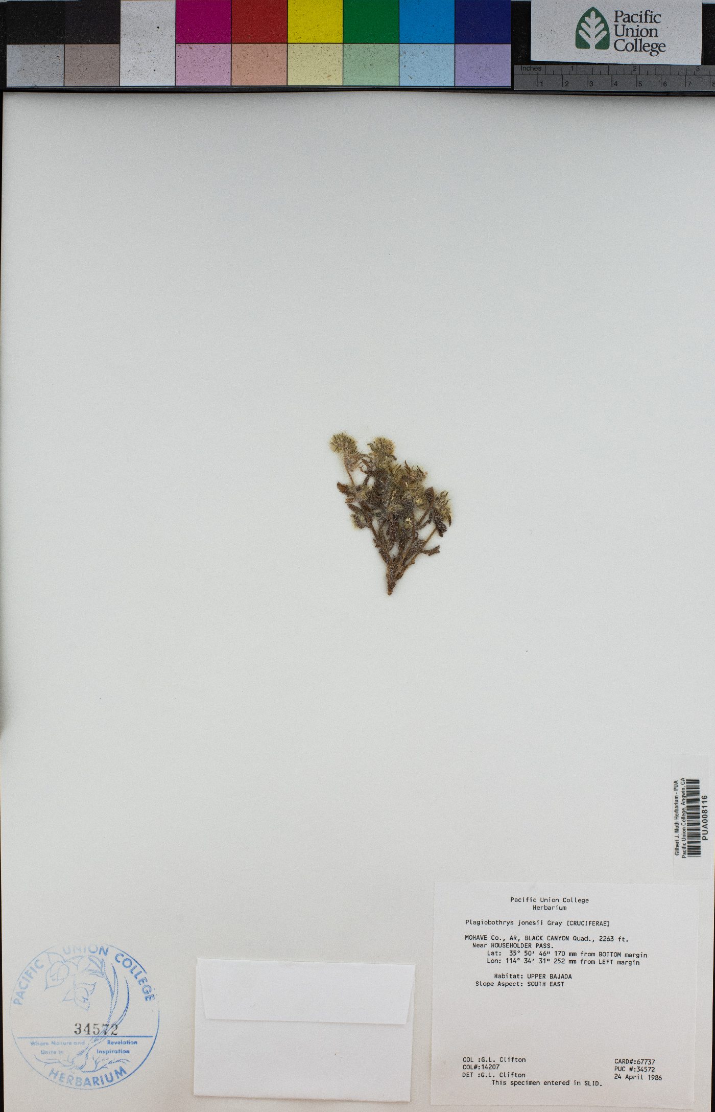 Simpsonanthus image