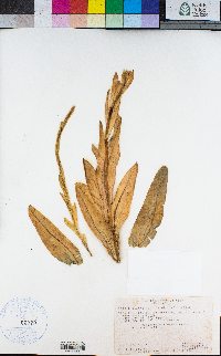 Turritis glabra image