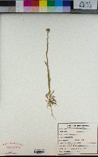 Boechera sparsiflora image