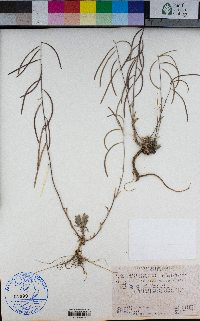 Boechera pauciflora image