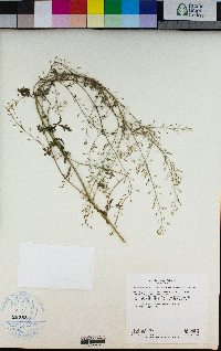 Descurainia californica image