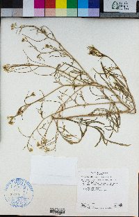 Sisymbrium altissimum image