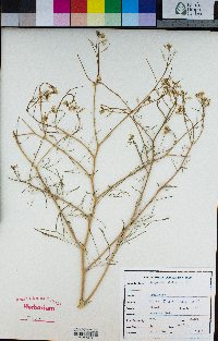 Sisymbrium altissimum image