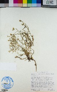 Minuartia nuttallii image