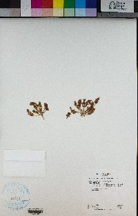 Oxybasis chenopodioides image