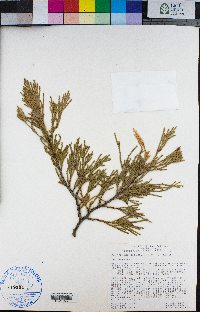 Calocedrus decurrens image