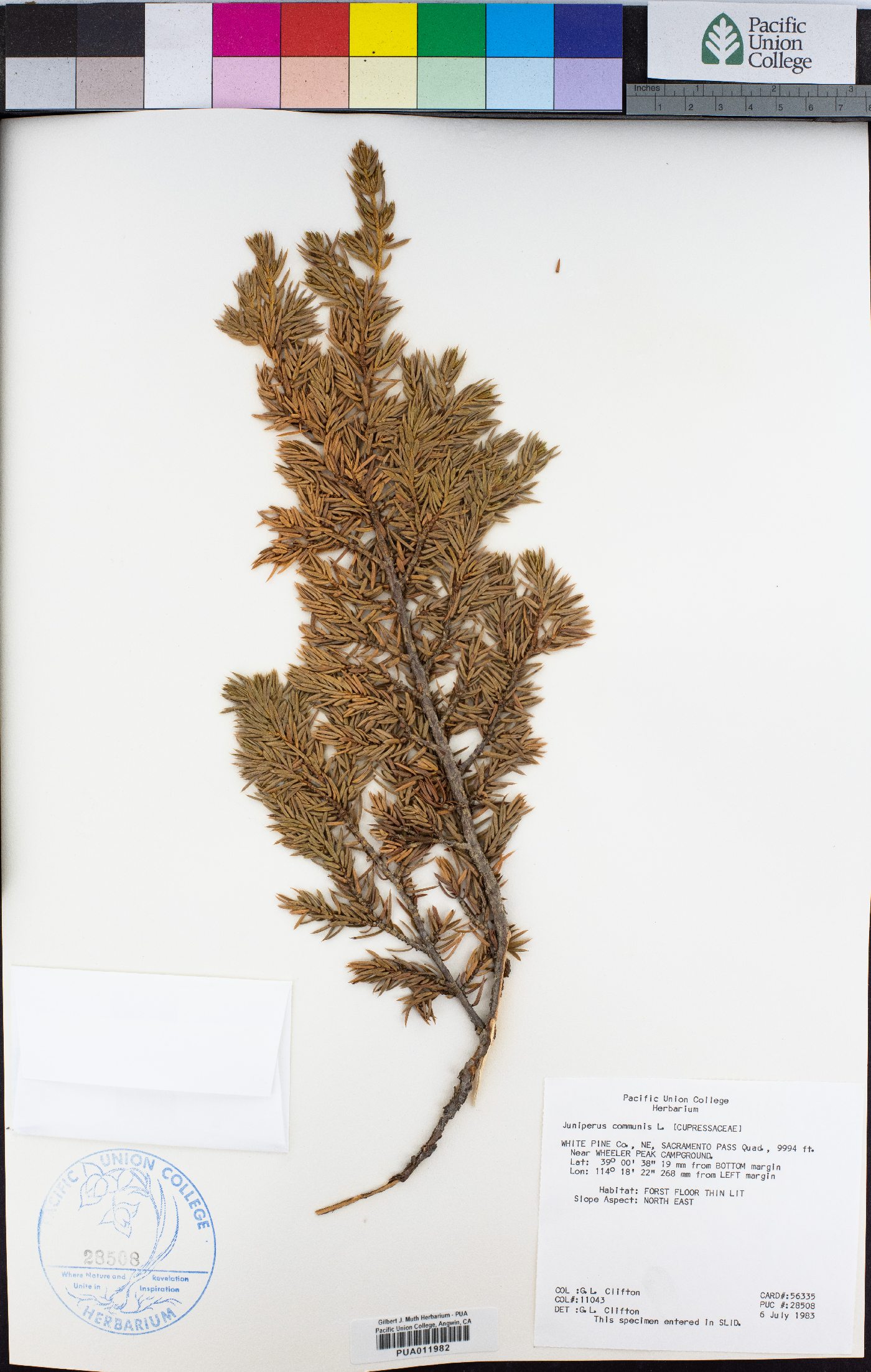 Juniperus communis image