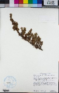 Juniperus communis image