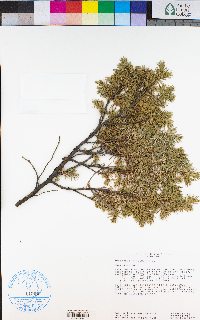 Juniperus virginiana image