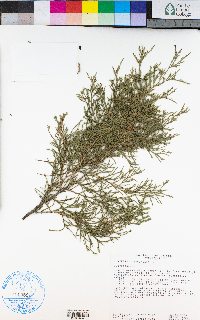 Juniperus virginiana image