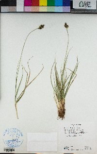 Carex helleri image