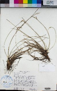 Carex multicaulis image