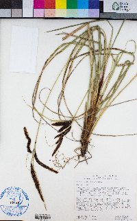 Carex obnupta image