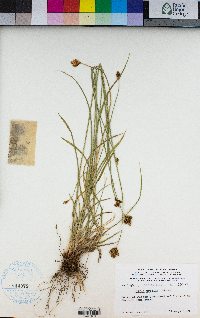 Carex preslii image