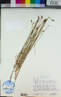 Eleocharis palustris image