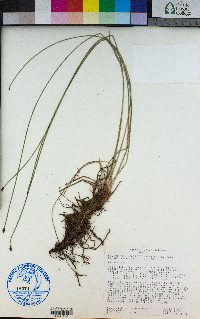 Eleocharis decumbens image