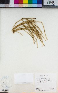 Ephedra viridis image