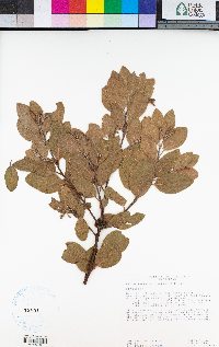 Arctostaphylos manzanita image