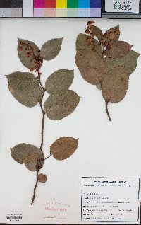 Gaultheria shallon image