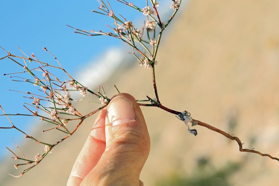 Eriogonum baileyi var. baileyi image