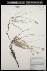 Monardella linoides subsp. erecta image