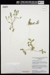 Lepidium lasiocarpum image