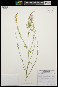 Melilotus albus image